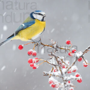 Foto di Cinciarella (Cyanistes caeruleus)