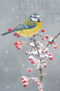Photos of Blue Tit (Cyanistes caeruleus)