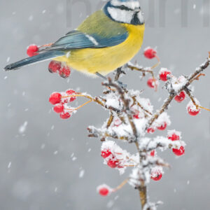 Foto di Cinciarella (Cyanistes caeruleus)