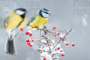 Photos of Blue Tit (Cyanistes caeruleus)