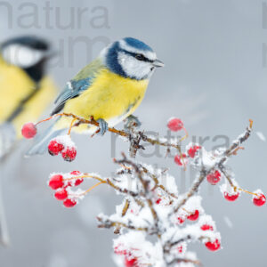 Foto di Cinciarella (Cyanistes caeruleus)