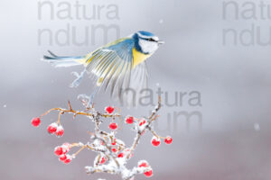 Photos of Blue Tit (Cyanistes caeruleus)