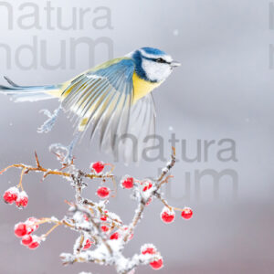 Foto di Cinciarella (Cyanistes caeruleus)