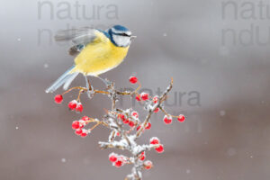 Photos of Blue Tit (Cyanistes caeruleus)