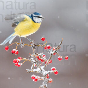 Foto di Cinciarella (Cyanistes caeruleus)