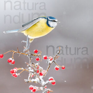 Foto di Cinciarella (Cyanistes caeruleus)