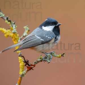 Foto di Cincia mora (Periparus ater)