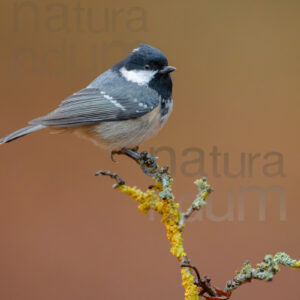 Foto di Cincia mora (Periparus ater)