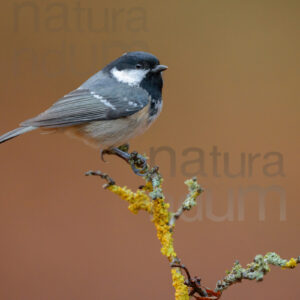 Foto di Cincia mora (Periparus ater)