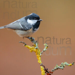 Foto di Cincia mora (Periparus ater)