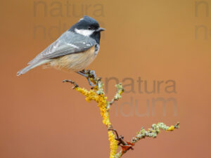 Photos of Coal Tit (Periparus ater)