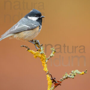 Foto di Cincia mora (Periparus ater)
