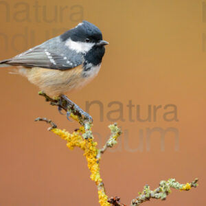 Foto di Cincia mora (Periparus ater)