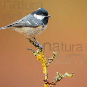 Foto di Cincia mora (Periparus ater)