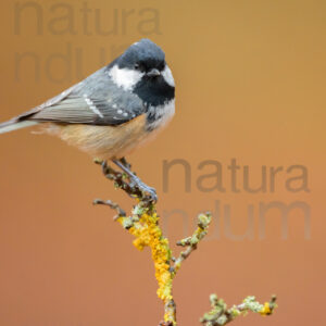Foto di Cincia mora (Periparus ater)