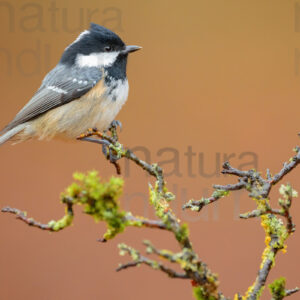 Foto di Cincia mora (Periparus ater)