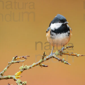 Foto di Cincia mora (Periparus ater)