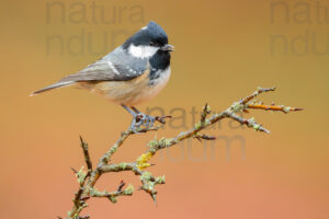 Photos of Coal Tit (Periparus ater)