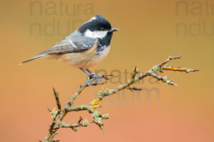 Photos of Coal Tit (Periparus ater)