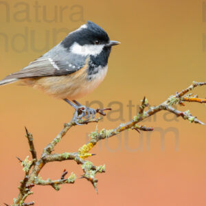 Foto di Cincia mora (Periparus ater)