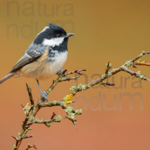 Foto di Cincia mora (Periparus ater)