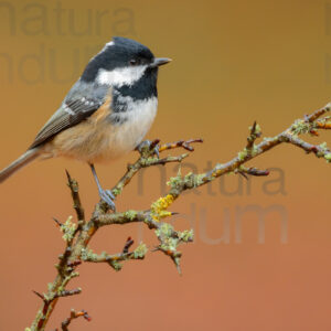 Foto di Cincia mora (Periparus ater)