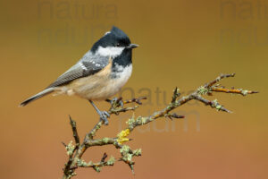 Photos of Coal Tit (Periparus ater)