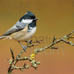 Foto di Cincia mora (Periparus ater)