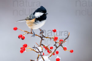 Photos of Coal Tit (Periparus ater)