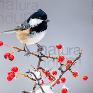 Foto di Cincia mora (Periparus ater)