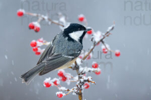 Photos of Coal Tit (Periparus ater)