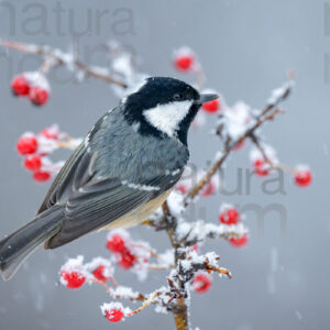 Foto di Cincia mora (Periparus ater)