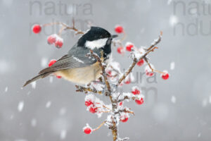Foto di Cincia mora (Periparus ater)