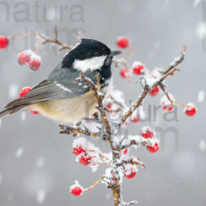Foto di Cincia mora (Periparus ater)