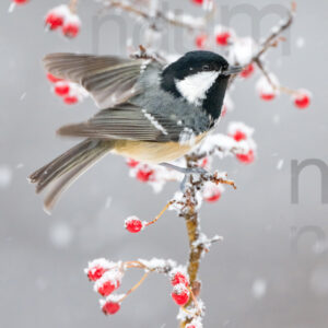 Foto di Cincia mora (Periparus ater)
