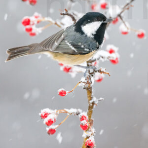 Foto di Cincia mora (Periparus ater)