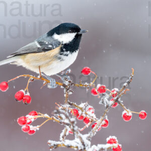 Foto di Cincia mora (Periparus ater)