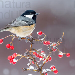 Foto di Cincia mora (Periparus ater)
