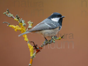 Photos of Coal Tit (Periparus ater)