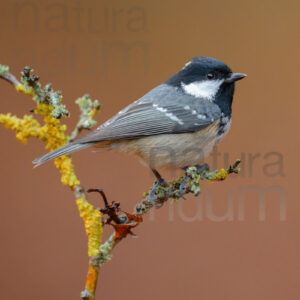 Foto di Cincia mora (Periparus ater)