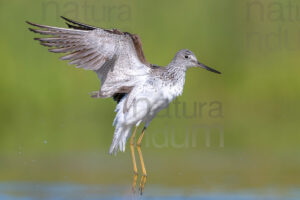 Photos of Common Greenshank (Tringa nebularia)