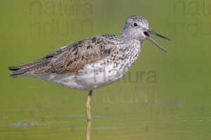 Photos of Common Greenshank (Tringa nebularia)