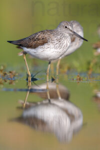 Photos of Common Greenshank (Tringa nebularia)