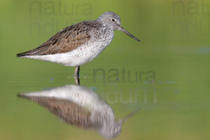Photos of Common Greenshank (Tringa nebularia)