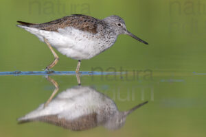 Photos of Common Greenshank (Tringa nebularia)