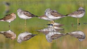 Photos of Common Greenshank (Tringa nebularia)