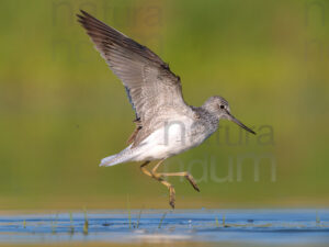 Photos of Common Greenshank (Tringa nebularia)