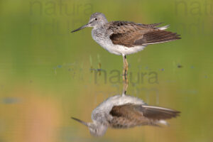 Photos of Common Greenshank (Tringa nebularia)
