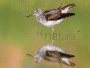 Photos of Common Greenshank (Tringa nebularia)