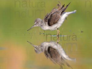 Photos of Common Greenshank (Tringa nebularia)